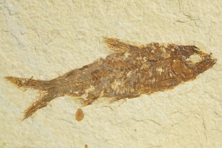 Detailed Fossil Fish (Knightia) - Wyoming #318434